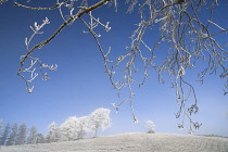 Ireland, County Monaghan, Tullyard, Trees on crest of hill covered in hoar frost on outskirts of Monaghan town, part framed by branches in foreground.