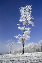 Ireland, County Monaghan, Tullyard, Trees covered in hoar frost on outskirts of Monaghan town. Single tree with slender, curving trunk in foreground of others.