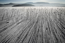 Ireland, Northern, County Fermanagh, Lough MacNean, Frozen expanse of water with reeds casting long shadows and mountains in the background.