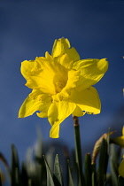 Ireland, County Sligo, Drumcliffe, A single daffodil in Drumcliffe graveyard against blue sky.