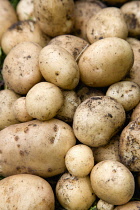 England, West Sussex, Bognor Regis, Freshly unearthed potatoes from an allotment vegetable plot.