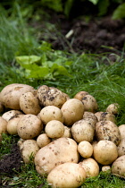 England, West Sussex, Bognor Regis, Freshly unearthed potatoes from an allotment vegetable plot.