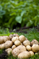 England, West Sussex, Bognor Regis, Freshly unearthed potatoes from an allotment vegetable plot.