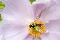 Hoverfly, sometimes called flower flies or syrphid flies of the insect family Syrphidae on yellow centre of a pink Japanese anemone or Anemone japonica.