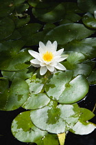 Single white water lily flower with yellow centre in a pond surrounded by green lily pads floating on the water surface.