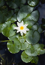 Single white water lily flower with yellow centre in a pond surrounded by green lily pads floating on the water surface.