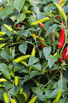 Green and ripe red chili peppers growing on plant.
