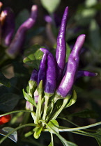 Upright fruits of purple chili peppers growing on plant.