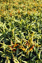 Many pale green, yellow and ripe red chili peppers growing on plants.