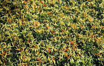 Many pale green, yellow and ripe red chili peppers growing on plants.