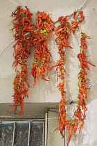 Turkey, Aydin Province, Kusadasi, Strings of bright red and orange coloured chilies drying in late afternoon summer sunshine above partly seen window of whitewashed house in the old town.