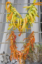 Turkey, Aydin Province, Kusadasi, Strings of yellow and orange chilies drying in late afternoon summer sunshine over window bars of house in the old town.