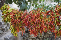 Turkey, Aydin Province, Kusadasi, Strings of brightly coloured chilies hanging up to dry in the late afternoon summer sunshine, changing colour from green to red.