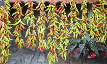 Turkey, Aydin Province, Sirince, Strings of red, green and orange chilies hanging up to dry from roof of house in late afternoon summer sunshine in old town.