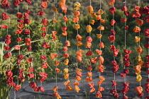 Turkey, Aydin Province, Selcuk, Strings of brightly coloured red and orange chilies hanging up to drying in late afternoon sunshine on the road from Selcuk to Sirince.