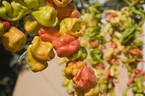 Turkey, Izmir Province, Selcuk, Ephesus, Strings of orange, yellow and green Capsicum annuum cultivars of chillies hanging up to dry in late afternoon summer sun.