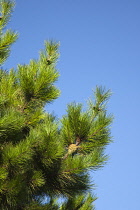 Branches of conifer with pine cones visible against blue sky.