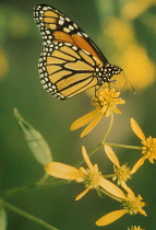 Monarch butterfly, Danaus plexippus on unidenitfied yellow flower.