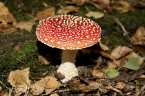 Fly agaric, Amanita muscaria, British fungus with red cap and white spots.