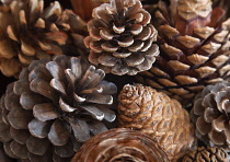 Close cropped detail of pine cones.