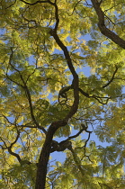 Australia, Looking up through tree canopy of branches and feathery leaves towards blue sky.