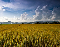 Thailand, Chiang Mai, Pa Nai, Phrao district, Rice of yellow, green colour nearing harvest time in the fields near Baan Pa Nai. Rice is usually planted and harvested twice a year.
