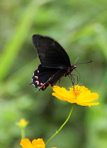 Mexico, Jalisco, Puerto Vallarta, Black and red butterfly on orange Coreopsis flower with wing tips in blur of movement.