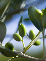 Olive, Olea europea,Olea europaea, Young, green olives growing on an olive tree.