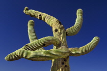 USA, Arizona,Tucson, Mission Church of San Xavier del Bac, Cactus Plant with twisted, mishapen branches against blue sky.