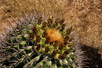 USA, Arizona, Saguaro National Park, Cactus with orange flower.