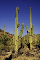 USA, Arizona, Saguaro National Park, Saguaro cacti growing in barren landscape against blue sky.