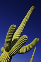 USA, Arizona, Saguaro National Park, Ridged branches of Saguaro cactus against blue sky.