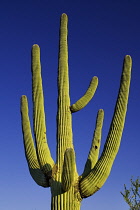 USA, Arizona, Saguaro National Park, Ridged branches of Saguaro cactus against blue sky.