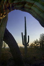 USA, Arizona, Saguaro National Park, Saguaro cactus silhouetted against blue sky in soft light, framed by branches of another in foreground.