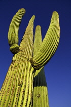USA, Arizona, Saguaro National Park, Saguaro cactus with raised ridged branches against blue sky.