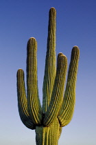 USA, Arizona, Saguaro National Park, Saguaro cactus against blue sky.
