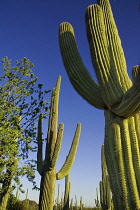 USA, Arizona, Saguaro National Park, Saguaro cacti against blue sky.