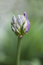 Cluster of buds of Agapanthus flower head emerging from protective purple bracts.