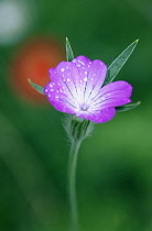 Single flower of Corncockle, Agrostemma githago with moisture droplets across petal surface.