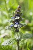 Flower spike of Bugle, Ajuga reptans, with small, two lipped, blue flowers and glossy green foliage.