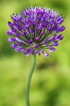 Allium Hollandicum Purple Sensation, spherical umbel of purple flowers.