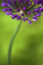 Allium Hollandicum Purple Sensation, part view of umbel of purple flowers.