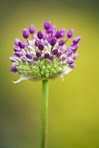 Emerging umbellifer flower head of Allium Hollandicum Purple Sensation. Mix of purple, and tightly clustered green, buds.