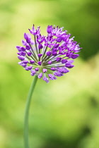 Spherical umbellifer flower head of Allium Hollandicum Purple Sensation.