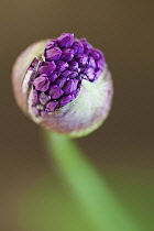 Umbellifer flower head of Allium Hollandicum Purple Sensation emerging from protective green bracts in tightly clustered sphere of buds.