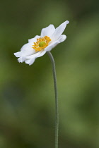 Single flower of Japanese anemone with white petals surrounding yellow centre.