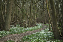 England, Suffolk, Stour Valley, Wood anemones growing alongside path through woodland in RSPB Reserve.