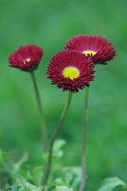 Three flowers of Bellis perennis Tasso Red with dark red double petals surrounding yellow centre.