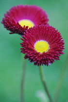 Two flowers of Bellis perennis Tasso Red with dark red double petals surrounding yellow centre.