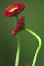 Two flowers of Bellis perennis Tasso Red with dark red double petals surrounding yellow centre.